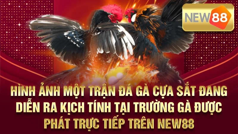 Hình ảnh một trận đá gà cựa sắt đang diễn ra kịch tính tại trường gà được phát trực tiếp trên NEW88.
