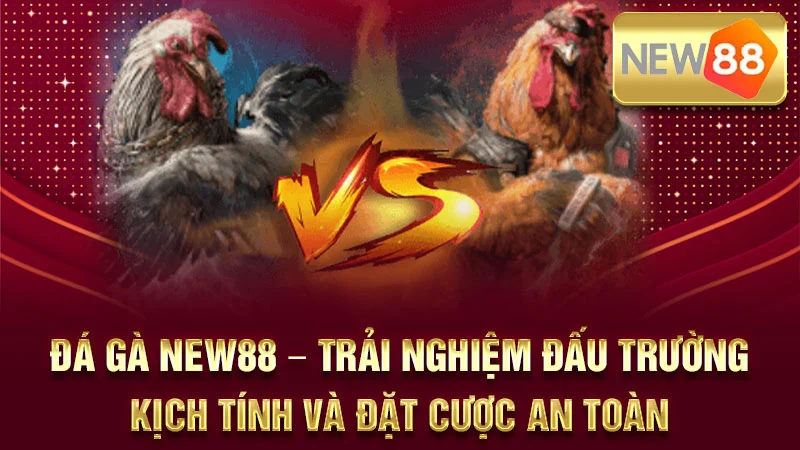Đá Gà NEW88 – Trải Nghiệm Đấu Trường Kịch Tính Và Đặt Cược An Toàn
